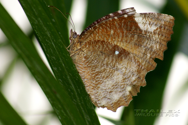 Common Palmfly (Elymnias hypermnestra)