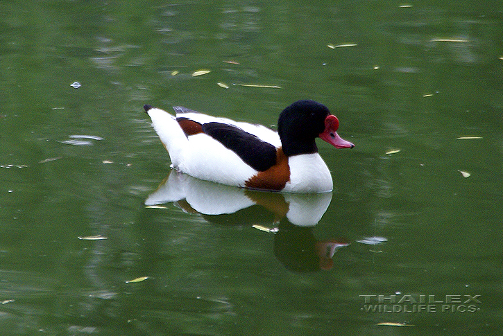 Tadorna tadorna (Common Shelduck)