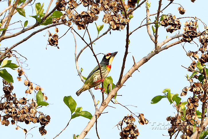 Coppersmith Barbet (Megalaima haemacephala)