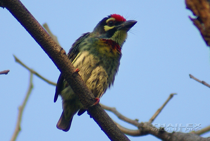 Megalaima haemacephala (Coppersmith Barbet)