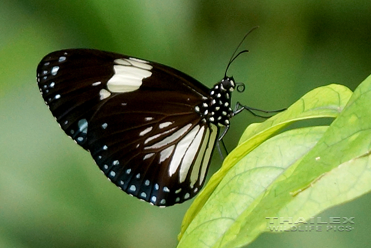 Courtesan (Euripus nyctelius)