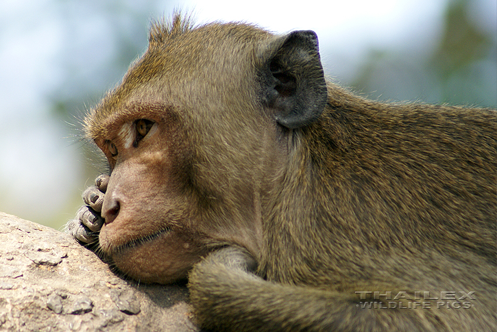 Macaca irus (Crab-eating Macaque)