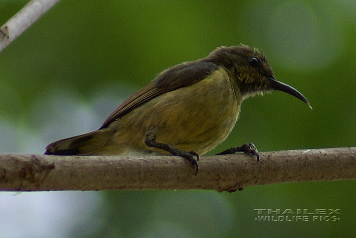 Aethopyga siparaja (Crimson Sunbird)