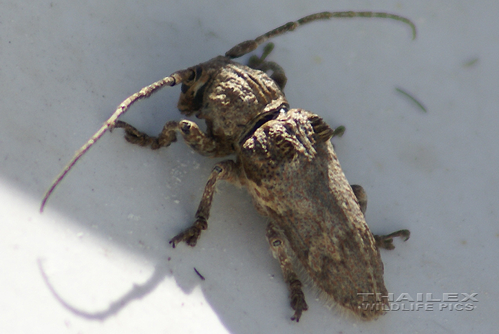 Crossotus subocellatus (Crossotus Beetle)