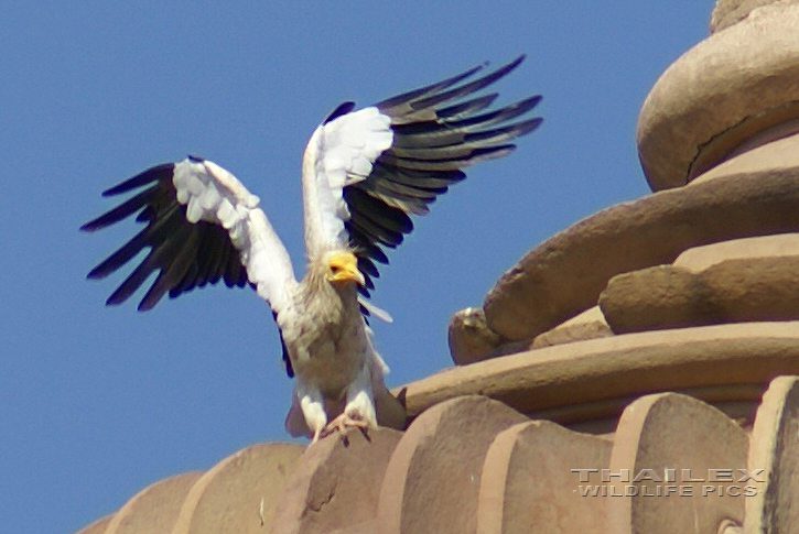 Neophron percnopterus (Egyptian Vulture)