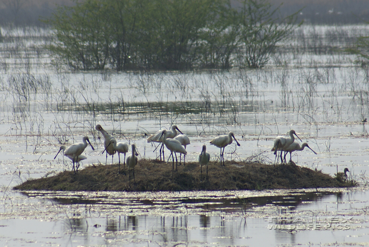 Platalea leucorodia (Eurasian Spoonbill)