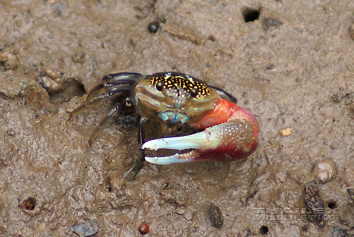 Uca sp. (Fiddler Crab)