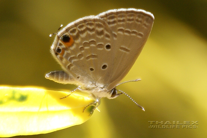 Forget-me-not (Catachrysops strabo)