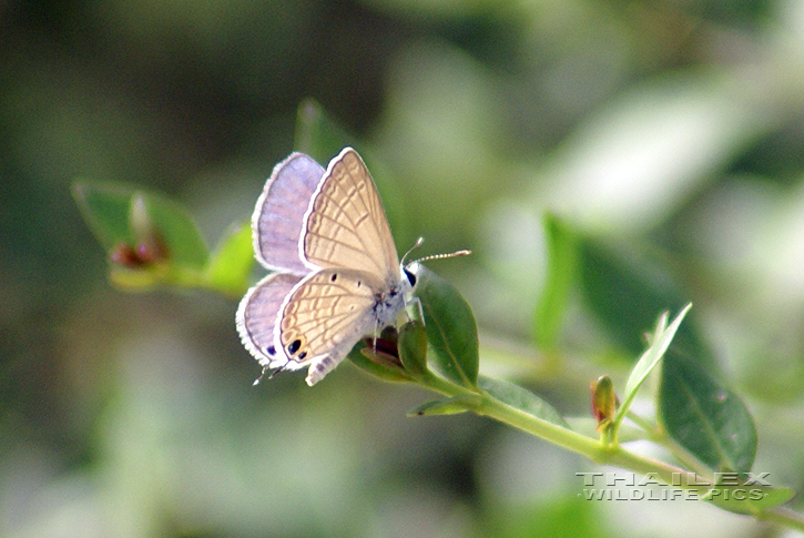 Forget-me-not (Catachrysops strabo)