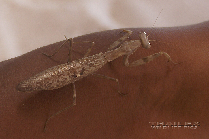 Hierodula membranacea (Giant Asian Mantis)