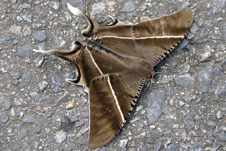 Giant Uranid Moth (Lyssa zampa)