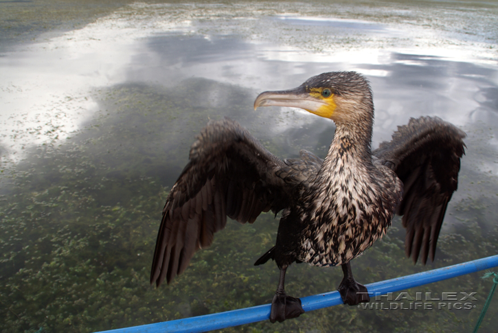 Great Cormorant (Phalacrocorax carbo)