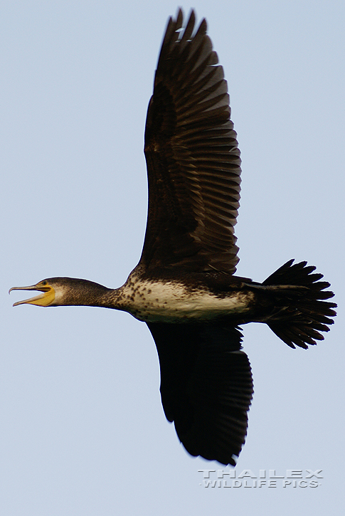 Phalacrocorax carbo (Great Cormorant)