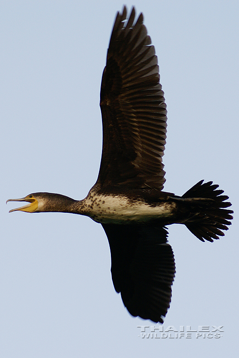 Great Cormorant (Phalacrocorax carbo)