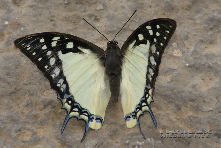 Great Nawab (Polyura eudamippus)