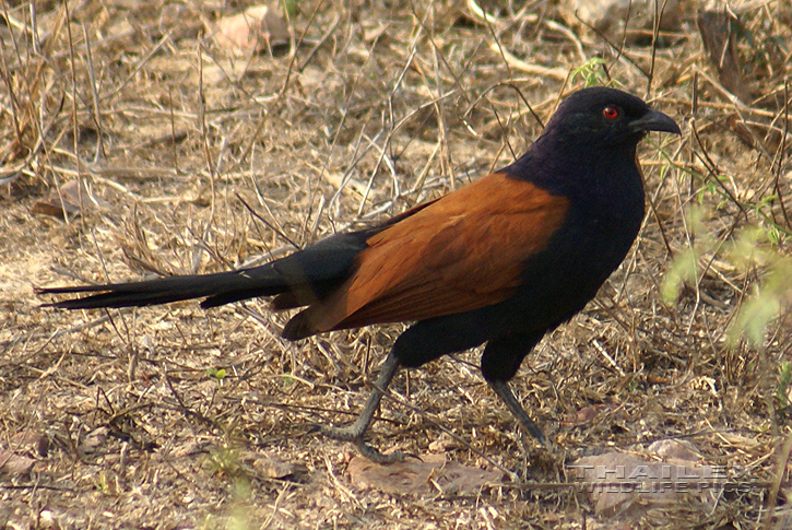 Centropus sinensis (Greater Coucal)