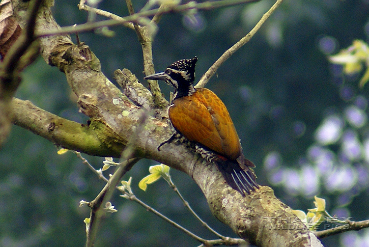 Chrysocolaptes lucidus (Greater Flameback)