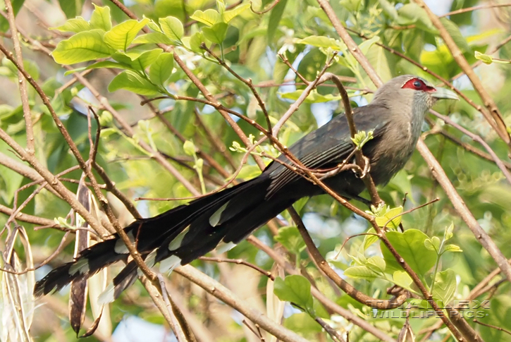 Green-billed Malkoha (Phaenicophaeus tristis)