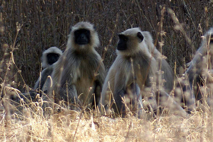 Semnopithecus entellus (Grey Langur)