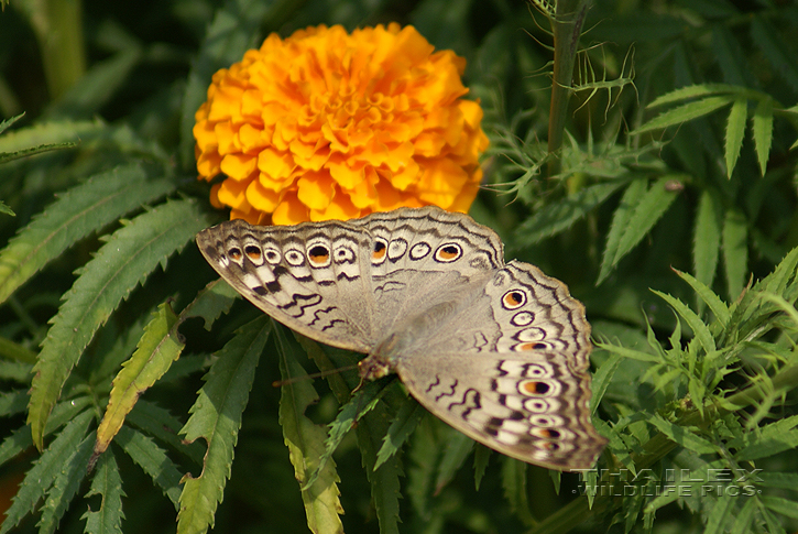 Junonia atlites (Grey Pansy)