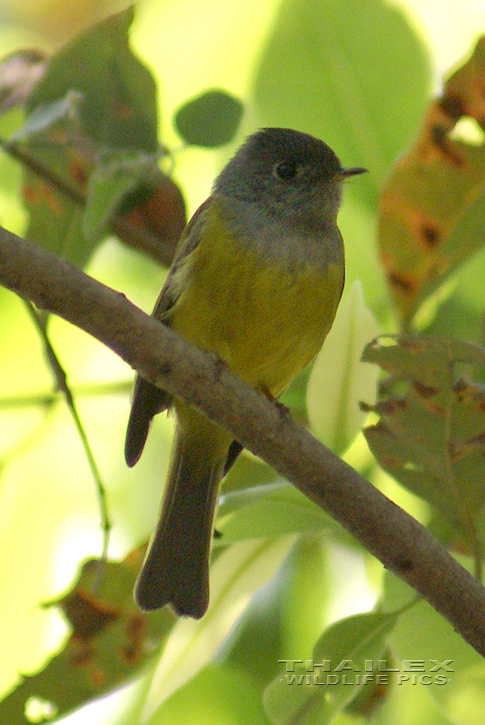 Culicicapa ceylonensis (Grey-headed Canary-flycatcher)