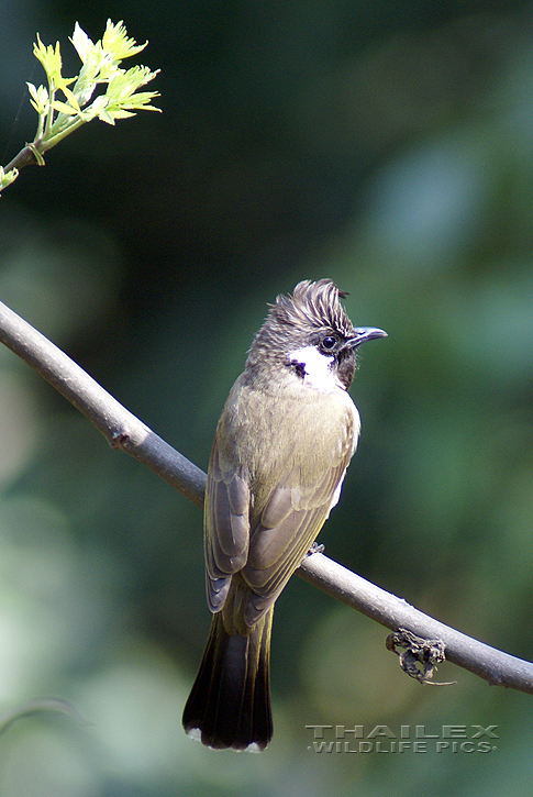 Pycnonotus leucogenys (Himalayan Bulbul)