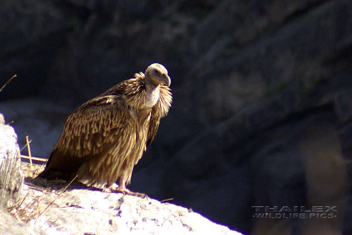 Himalayan Griffon Vulture (Gyps himalayensis)