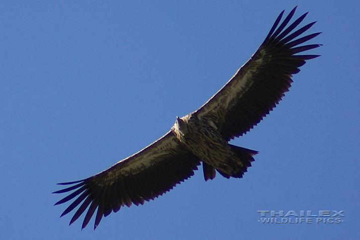 Gyps himalayensis (Himalayan Griffon Vulture)