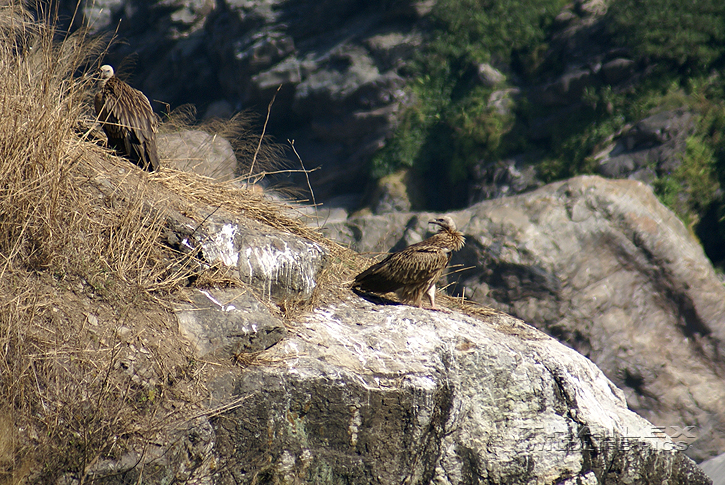 Gyps himalayensis (Himalayan Griffon Vulture)