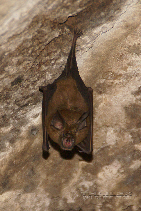 Rhinolophus sp. (Horseshoe Bat)