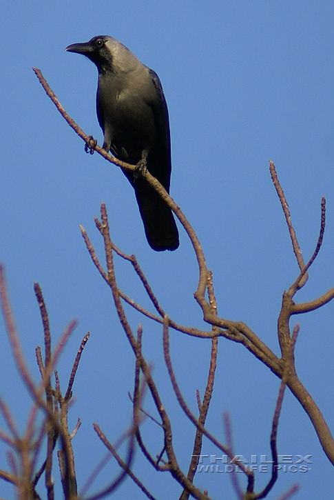 Corvus splendens (House Crow)