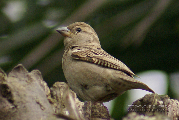 Passer domesticus indicus (House Sparrow)
