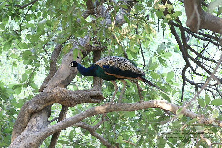 Argusianus argus (Indian Blue Peafowl)