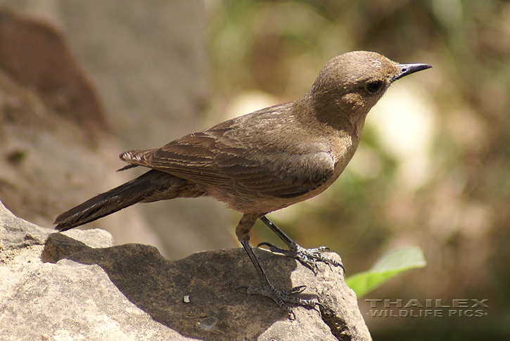 Indian Chat (Cercomela fusca)