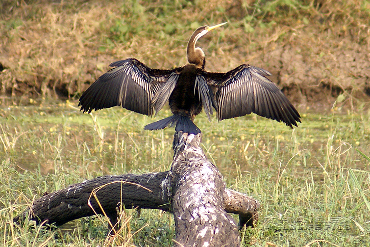 Indian Darter (Anhinga melanogaster)