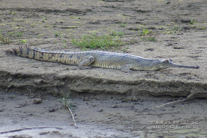 Gavialis gangeticus (Indian Gharial)