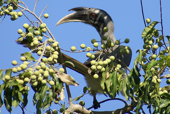 Ocyceros birostris (Indian Grey Hornbill)