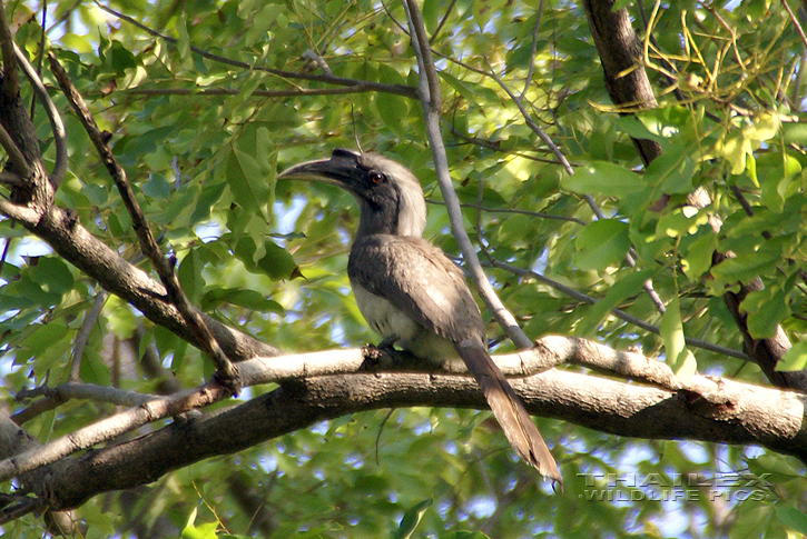 Indian Grey Hornbill (Ocyceros birostris)