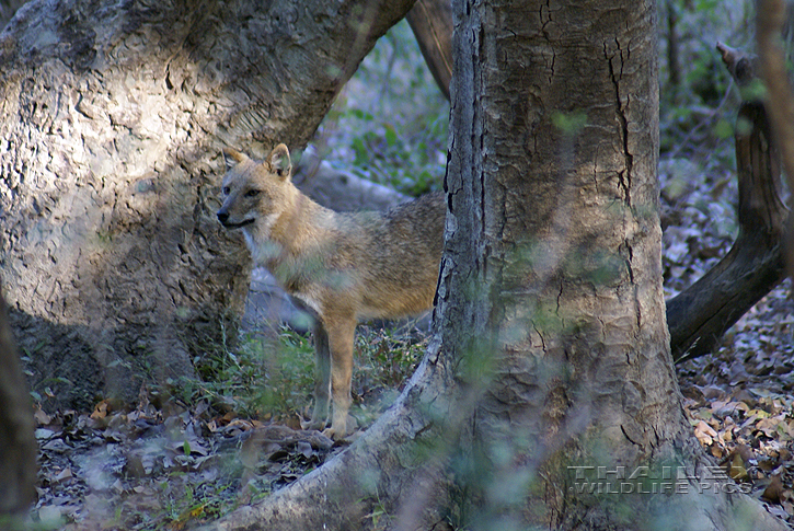 Canis aureus indicus (Indian Jackal)