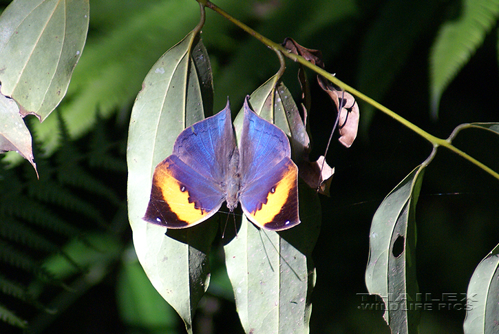 Kallima inachus (Indian Leaf Butterfly)
