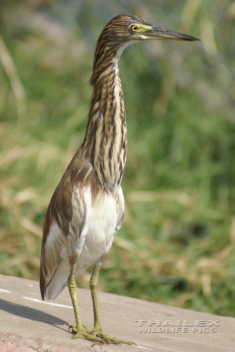 Indian Pond Heron (Ardeola grayii)