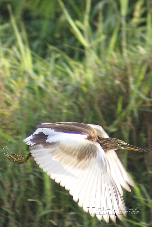 Ardeola grayii (Indian Pond Heron)