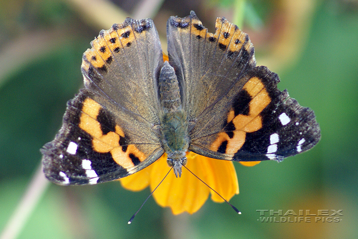 Vanessa indica (Indian Red Admiral)