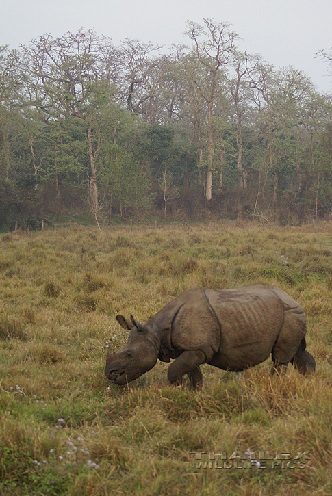 Indian Rhinoceros (Rhinoceros unicornis)