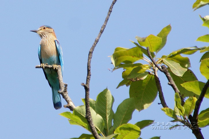 Coracias benghalensis (Indian Roller)