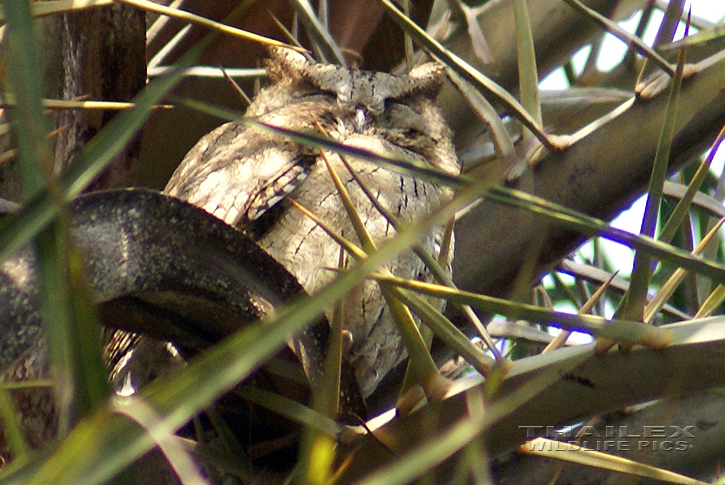Otus bakkamoena (Indian Scops Owl)