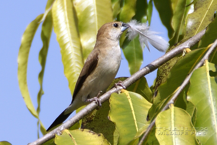 Euodice malabarica (Indian Silverbill)