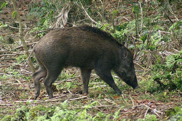 Sus scrofa cristatus (Indian Wild Boar)