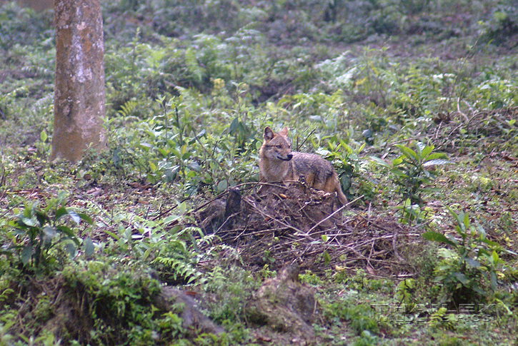 Canis indica (Indian Wolf)