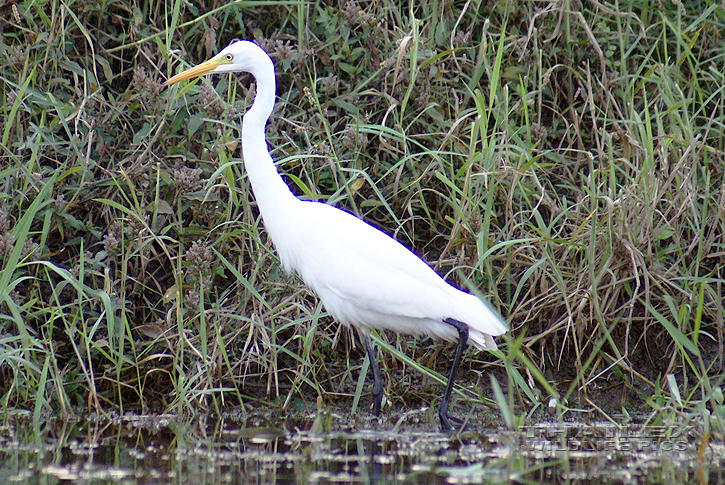 Ardea intermedia (Intermediate Egret)